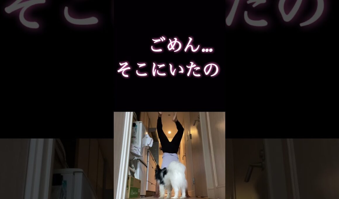 #柴犬 　#くまころー　#ポイポイポー君三世　#犬好きと繋がりたい