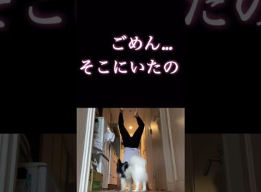 #柴犬 　#くまころー　#ポイポイポー君三世　#犬好きと繋がりたい