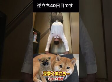#柴犬 　#くまころー　#ポイポイポー君三世　#犬好きと繋がりたい