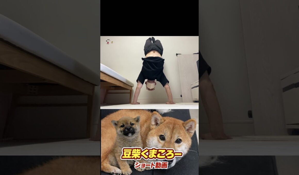 #柴犬 　#くまころー　#ポイポイポー君三世　#犬好きと繋がりたい