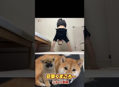 #柴犬 　#くまころー　#ポイポイポー君三世　#犬好きと繋がりたい