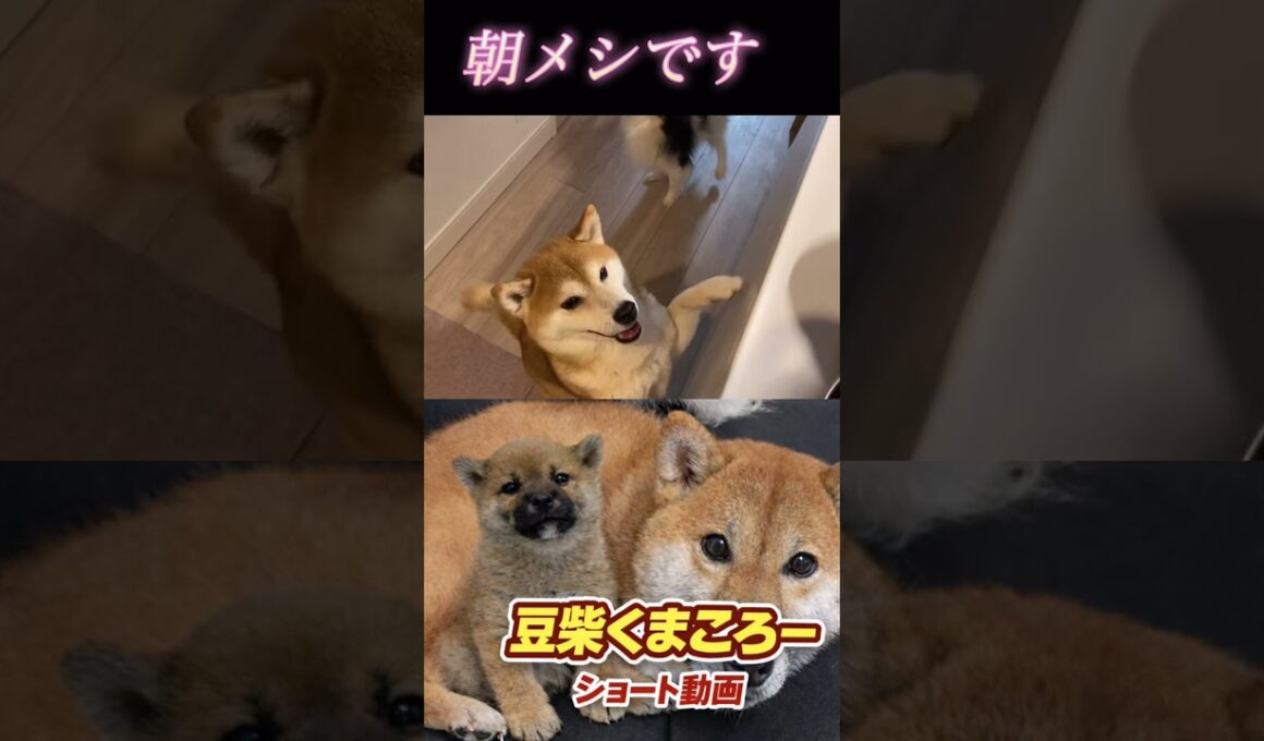 🐕くまころー&そら&飼い主🐕 柴犬とパピヨンと飼い主の日常をUP しています😊