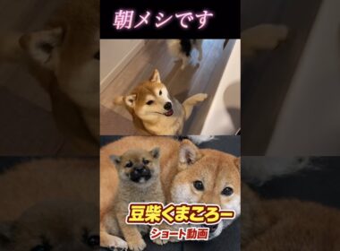 🐕くまころー&そら&飼い主🐕 柴犬とパピヨンと飼い主の日常をUP しています😊