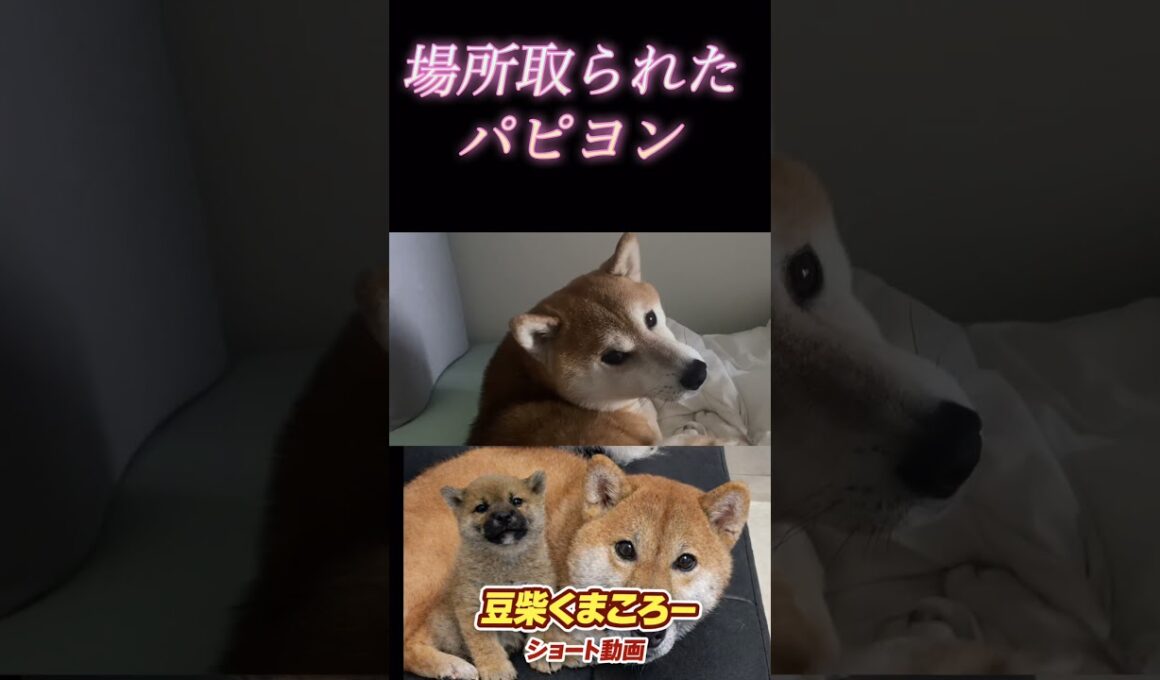 #柴犬 　#くまころー　#ポイポイポー君三世　#犬好きと繋がりたい