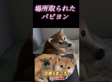 #柴犬 　#くまころー　#ポイポイポー君三世　#犬好きと繋がりたい