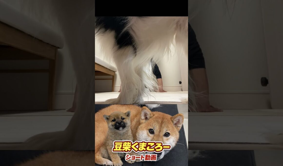 #柴犬 　#くまころー　#ポイポイポー君三世　#犬好きと繋がりたい