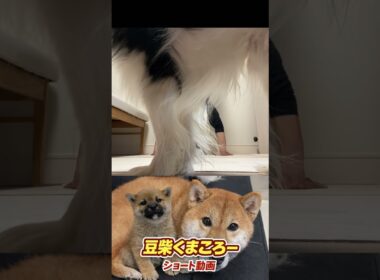 #柴犬 　#くまころー　#ポイポイポー君三世　#犬好きと繋がりたい