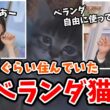 【松本真央・山口剛央】家のベランダにいた「ベランダ猫」を詳しく解説してくれる山口さん【ウェザーニュース切り抜き】