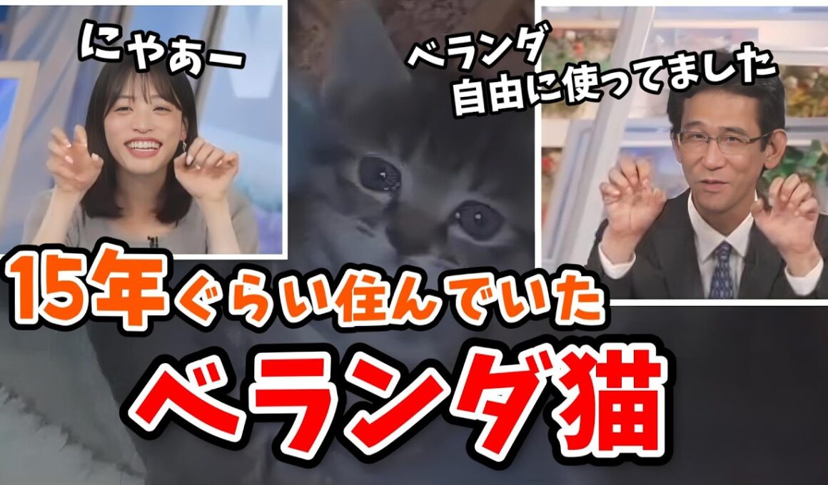 【松本真央・山口剛央】家のベランダにいた「ベランダ猫」を詳しく解説してくれる山口さん【ウェザーニュース切り抜き】