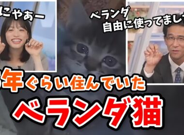 【松本真央・山口剛央】家のベランダにいた「ベランダ猫」を詳しく解説してくれる山口さん【ウェザーニュース切り抜き】
