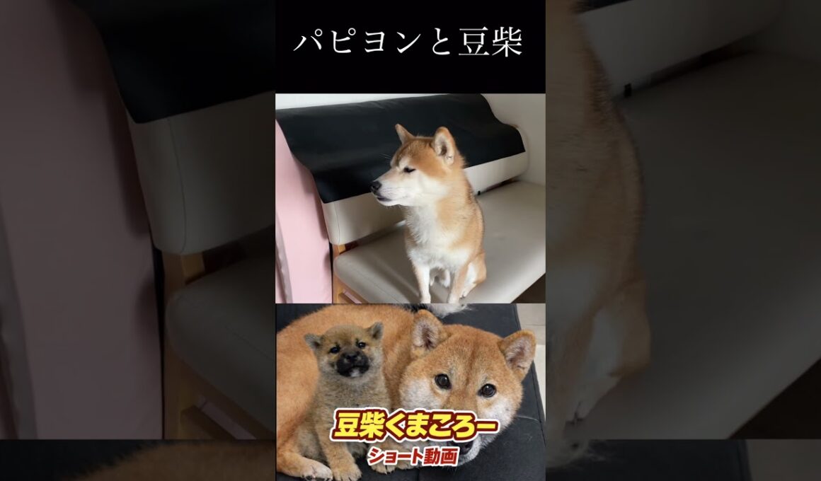 #柴犬 　#くまころー　#ポイポイポー君三世　#犬好きと繋がりたい