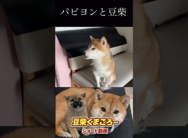 #柴犬 　#くまころー　#ポイポイポー君三世　#犬好きと繋がりたい