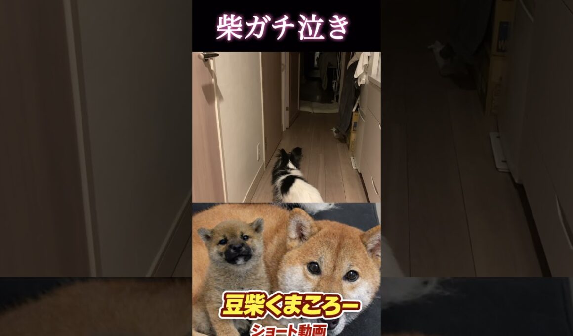 #柴犬 　#くまころー　#ポイポイポー君三世　#犬好きと繋がりたい