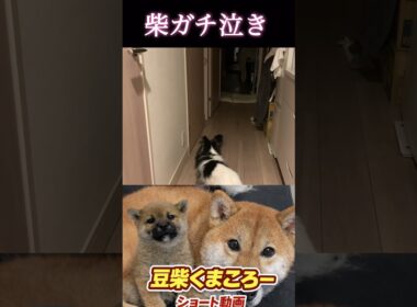 #柴犬 　#くまころー　#ポイポイポー君三世　#犬好きと繋がりたい