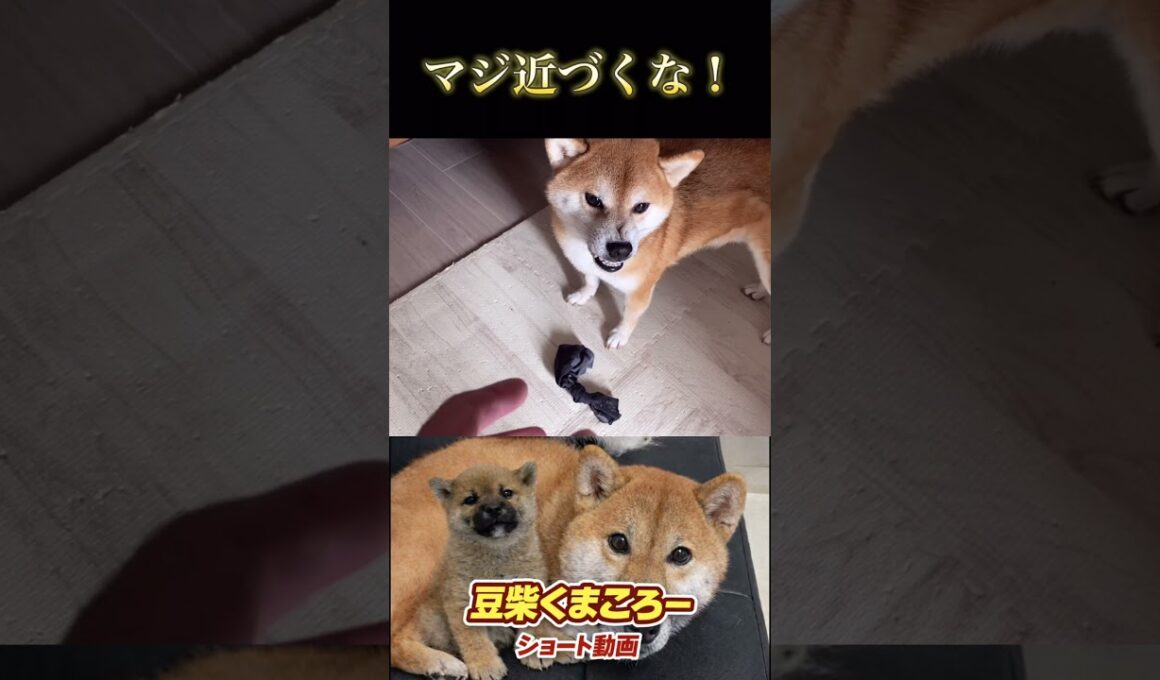 #柴犬 　#くまころー　#ポイポイポー君三世　#犬好きと繋がりたい