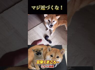 #柴犬 　#くまころー　#ポイポイポー君三世　#犬好きと繋がりたい