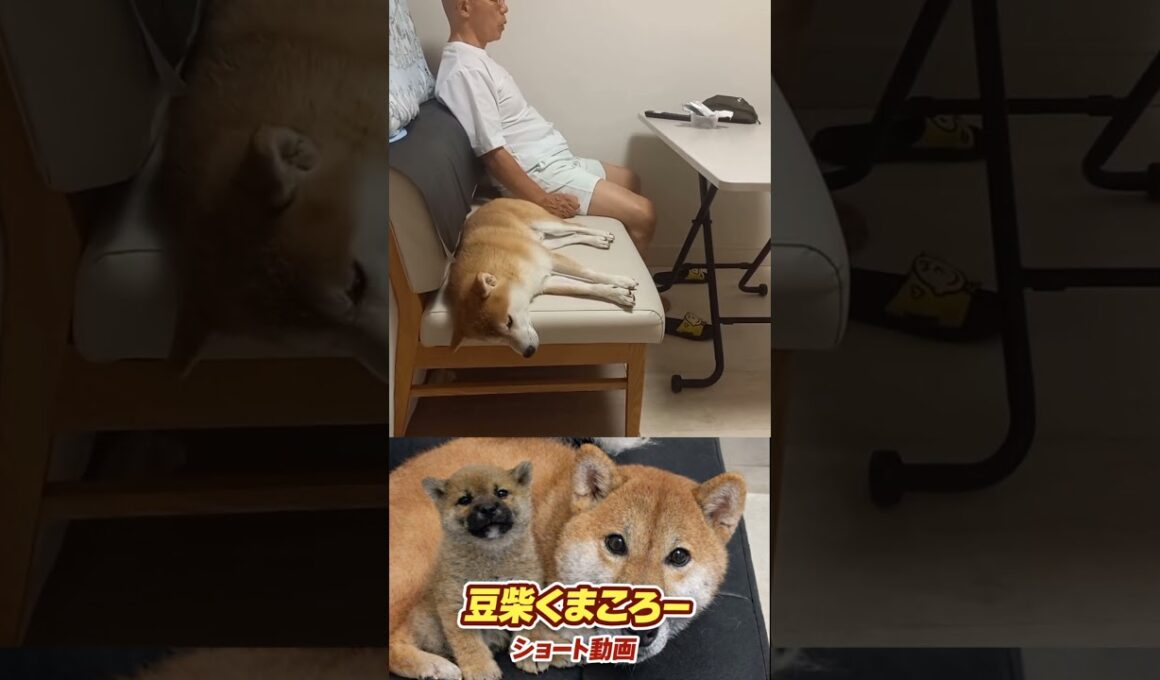 飼い主おちた！