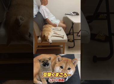 飼い主おちた！