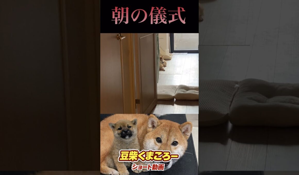 朝のおやくそく