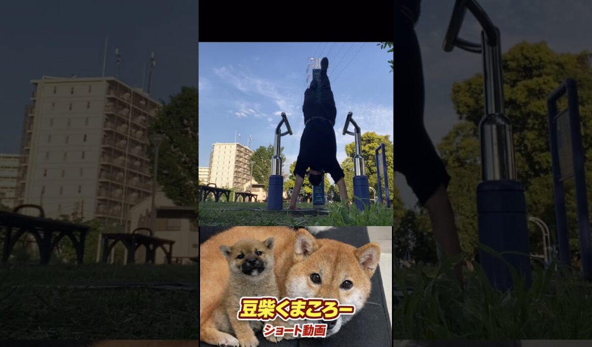 #柴犬 　#くまころー　#ポイポイポー君三世　#犬好きと繋がりたい