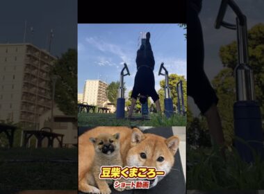 #柴犬 　#くまころー　#ポイポイポー君三世　#犬好きと繋がりたい