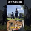 #柴犬 　#くまころー　#ポイポイポー君三世　#犬好きと繋がりたい