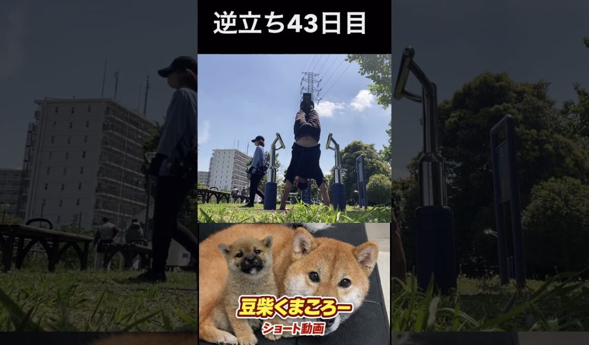 #柴犬 　#くまころー　#ポイポイポー君三世　#犬好きと繋がりたい