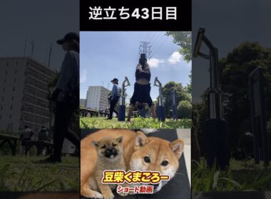 #柴犬 　#くまころー　#ポイポイポー君三世　#犬好きと繋がりたい