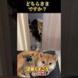 🐕くまころー&そら&飼い主🐕 柴犬とパピヨンと飼い主の日常をUP しています😊