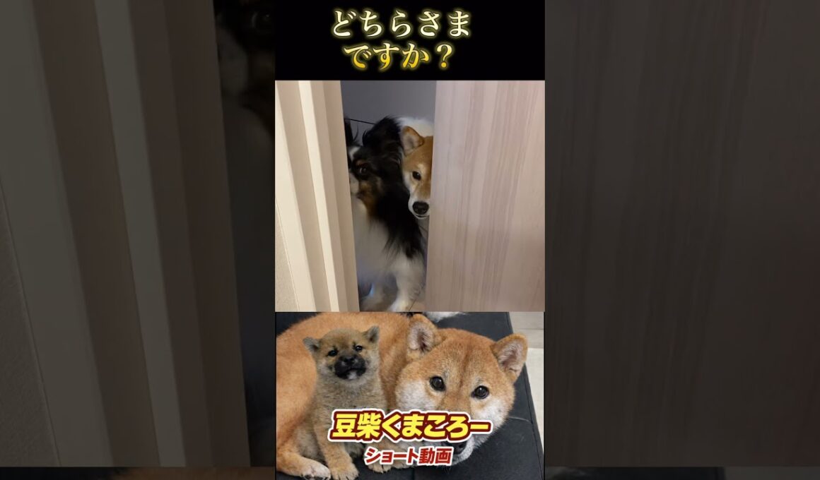 🐕くまころー&そら&飼い主🐕 柴犬とパピヨンと飼い主の日常をUP しています😊