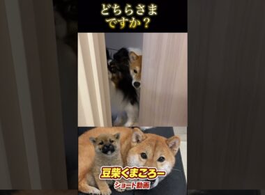 🐕くまころー&そら&飼い主🐕 柴犬とパピヨンと飼い主の日常をUP しています😊