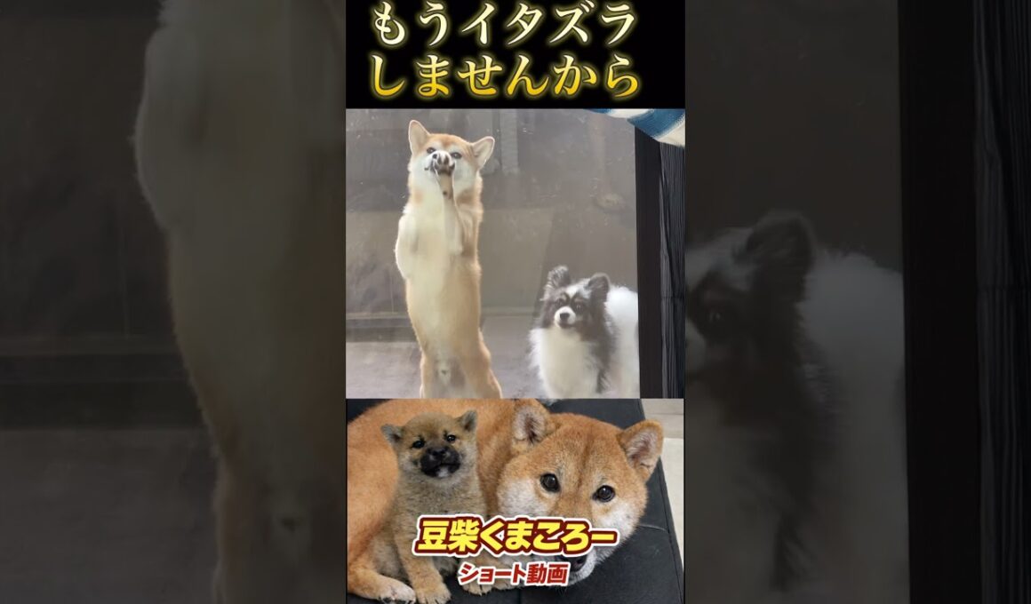 #柴犬 　#くまころー　#ポイポイポー君三世　#犬好きと繋がりたい