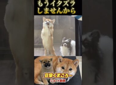 #柴犬 　#くまころー　#ポイポイポー君三世　#犬好きと繋がりたい