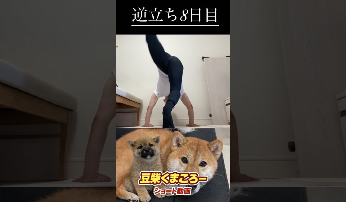 🐕くまころー&そら&飼い主🐕 柴犬とパピヨンと飼い主の日常をUP しています😊