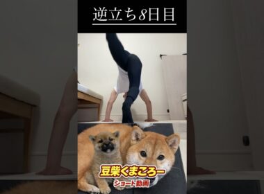 🐕くまころー&そら&飼い主🐕 柴犬とパピヨンと飼い主の日常をUP しています😊