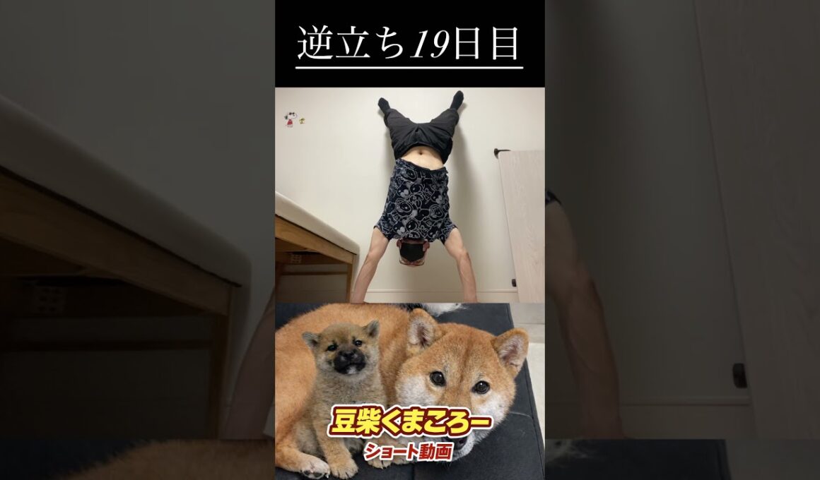 #柴犬 　#くまころー　#ポイポイポー君三世　#犬好きと繋がりたい