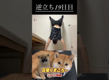 #柴犬 　#くまころー　#ポイポイポー君三世　#犬好きと繋がりたい