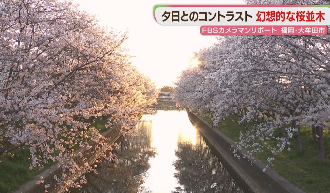 金色に染まる桜並木　川面には光の道　この時期だけの風景に魅せられて　福岡【カメリポ】