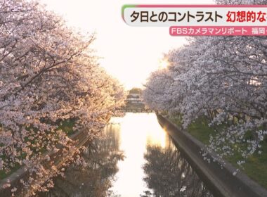 金色に染まる桜並木　川面には光の道　この時期だけの風景に魅せられて　福岡【カメリポ】