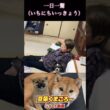 #柴犬 　#くまころー　#ポイポイポー君三世　#犬好きと繋がりたい