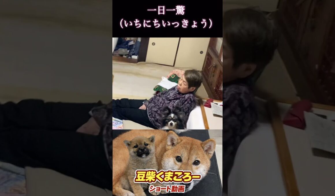 #柴犬 　#くまころー　#ポイポイポー君三世　#犬好きと繋がりたい