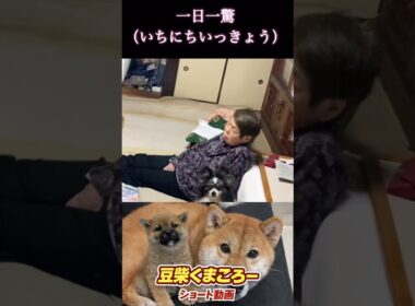 #柴犬 　#くまころー　#ポイポイポー君三世　#犬好きと繋がりたい