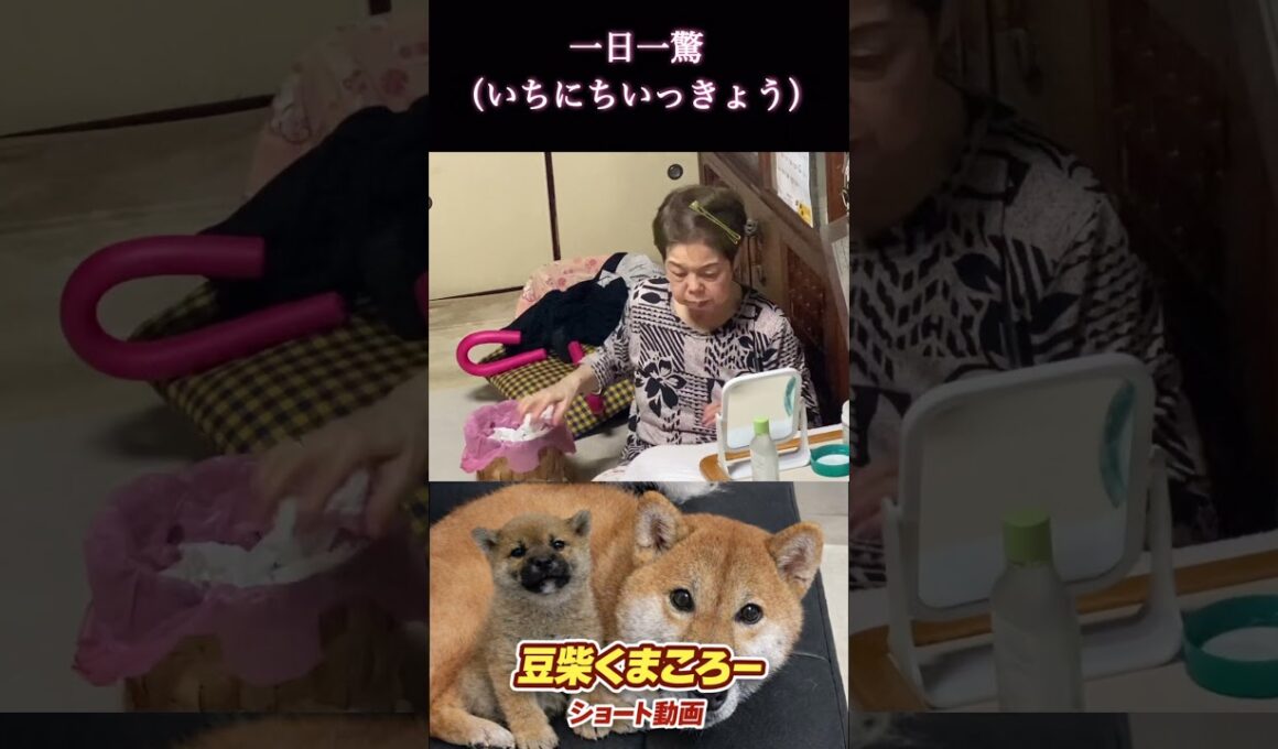 #柴犬 　#くまころー　#ポイポイポー君三世　#犬好きと繋がりたい