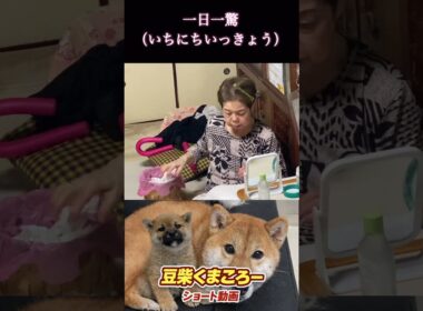 #柴犬 　#くまころー　#ポイポイポー君三世　#犬好きと繋がりたい