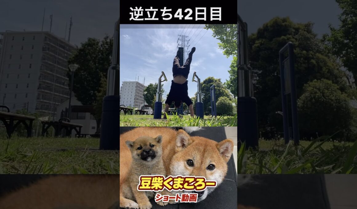 #柴犬 　#くまころー　#ポイポイポー君三世　#犬好きと繋がりたい