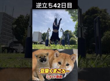 #柴犬 　#くまころー　#ポイポイポー君三世　#犬好きと繋がりたい