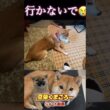 #柴犬 　#くまころー　#ポイポイポー君三世　#犬好きと繋がりたい