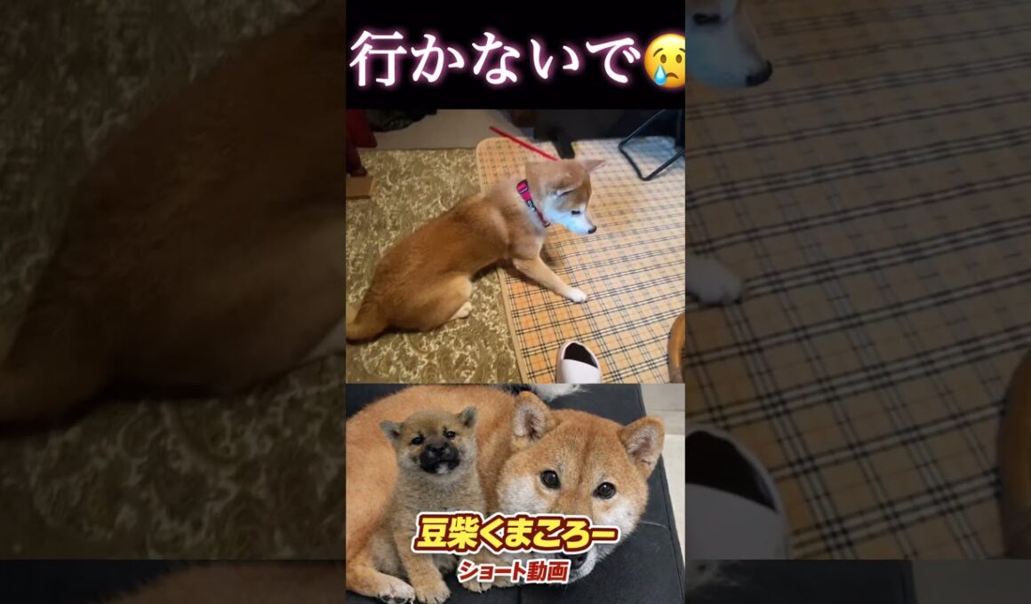 #柴犬 　#くまころー　#ポイポイポー君三世　#犬好きと繋がりたい