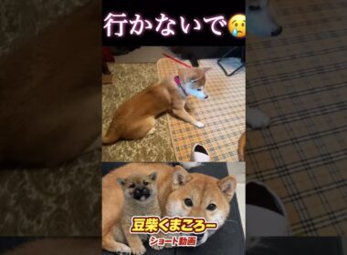 #柴犬 　#くまころー　#ポイポイポー君三世　#犬好きと繋がりたい