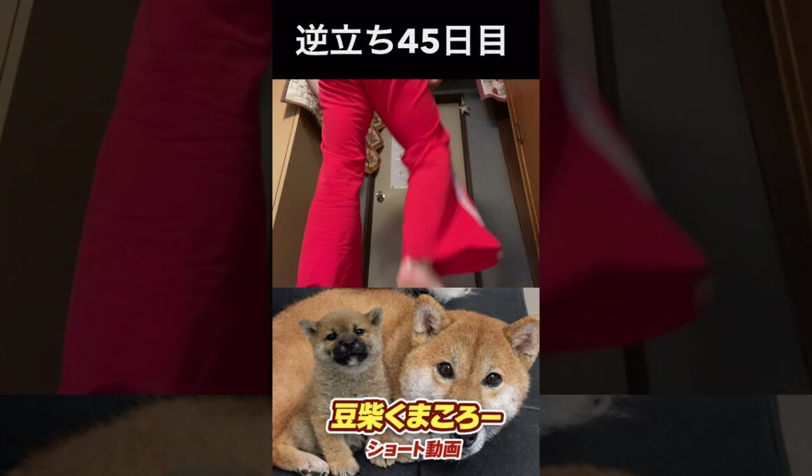#柴犬 　#くまころー　#ポイポイポー君三世　#犬好きと繋がりたい